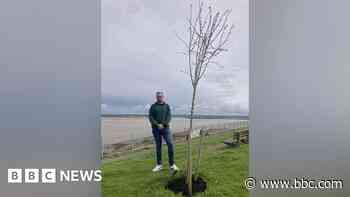 Memorial tree in Devon vandalised twice
