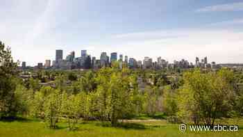 Why poplars are so popular in Calgary — in number, that is