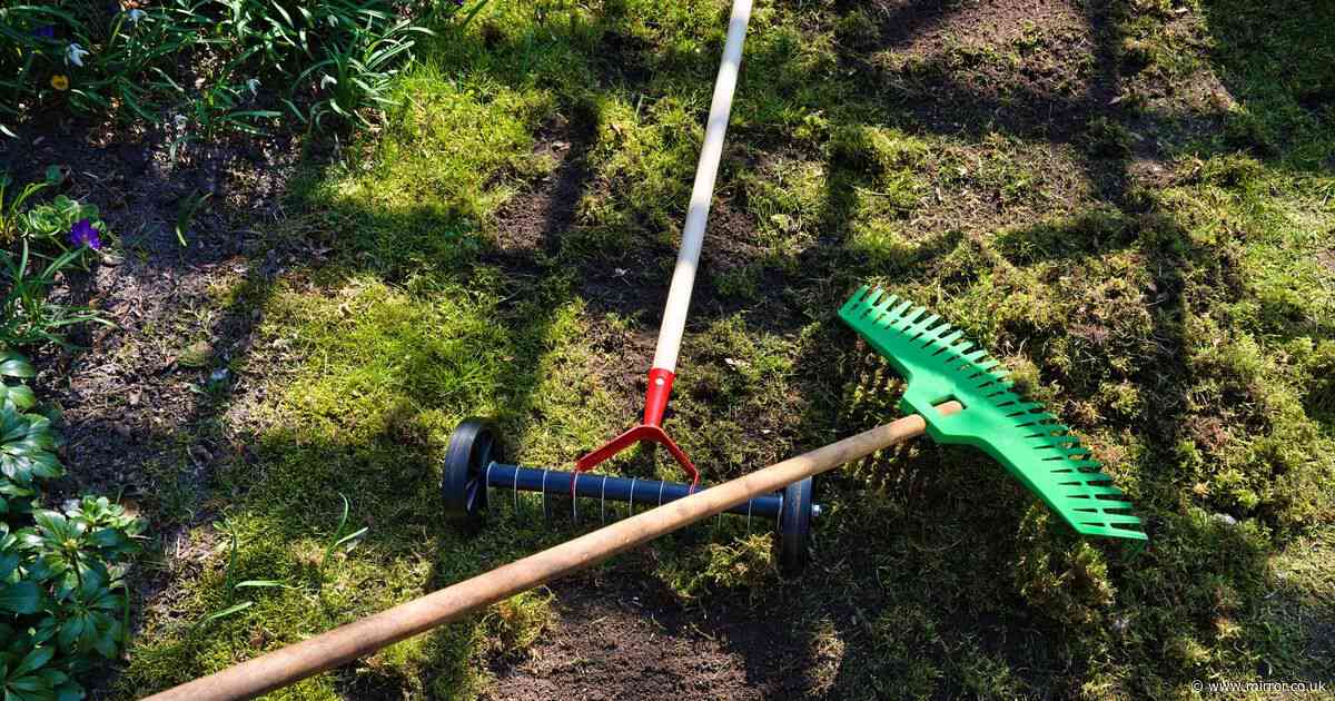 Expert's no-raking method to efficiently remove moss from lawns
