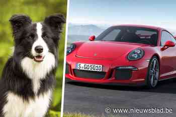 Bestuurster (22) rijdt hond aan met Porsche van haar vader en vlucht weg: “Ik durfde niet uit te stappen”