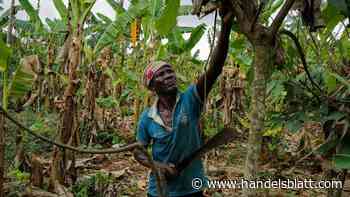 Rohstoffe: Kakaopreis steigt um 20 Prozent in nur zwei Tagen