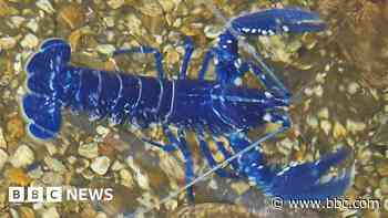 Rare blue lobster found off Cornwall coast
