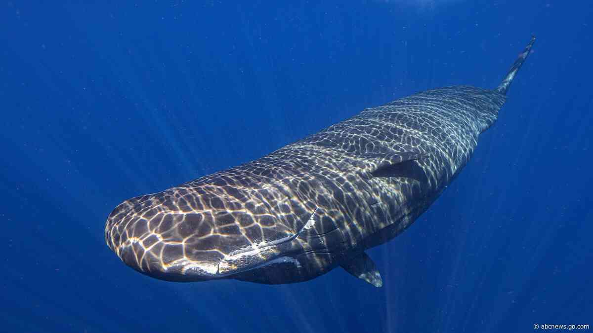 Scientists learning basics of sperm whale language after years of effort