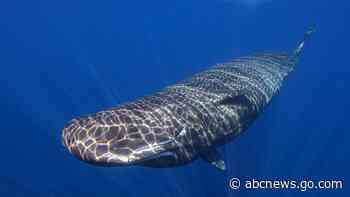 Scientists learning basics of sperm whale language after years of effort