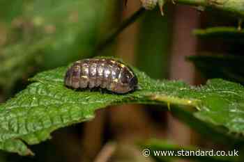 Woodlice can spread seeds they eat, study suggests