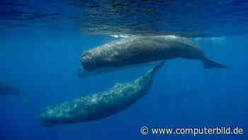 MIT: Haben Wale ein eigenes Alphabet?
