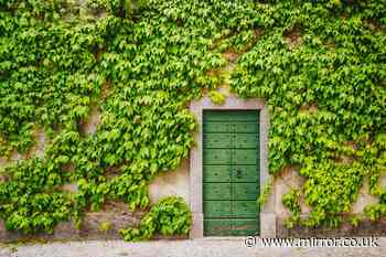How to rid of English ivy in your garden - according to an expert