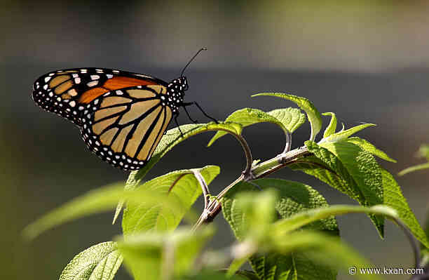 How to help monarch butterflies thrive in Central Texas