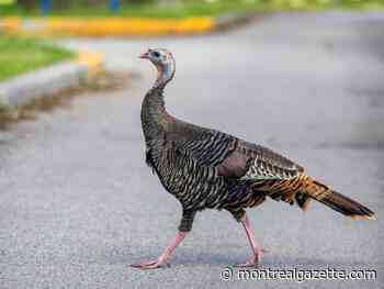 What's with all the wild turkeys in Montreal?