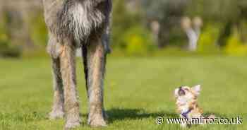 Tiny British dog makes best friends with huge Irish wolfhound – and even rides him around