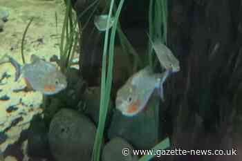 Colchester Zoo welcomes new red piranha species at site