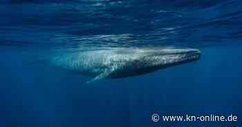 Vom Aussterben bedrohte Blauwale: Population erholt sich