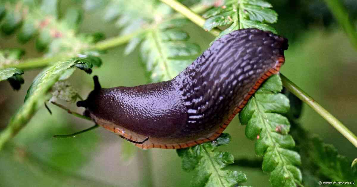 Deter slugs from your garden with food scrap many of us have after breakfast