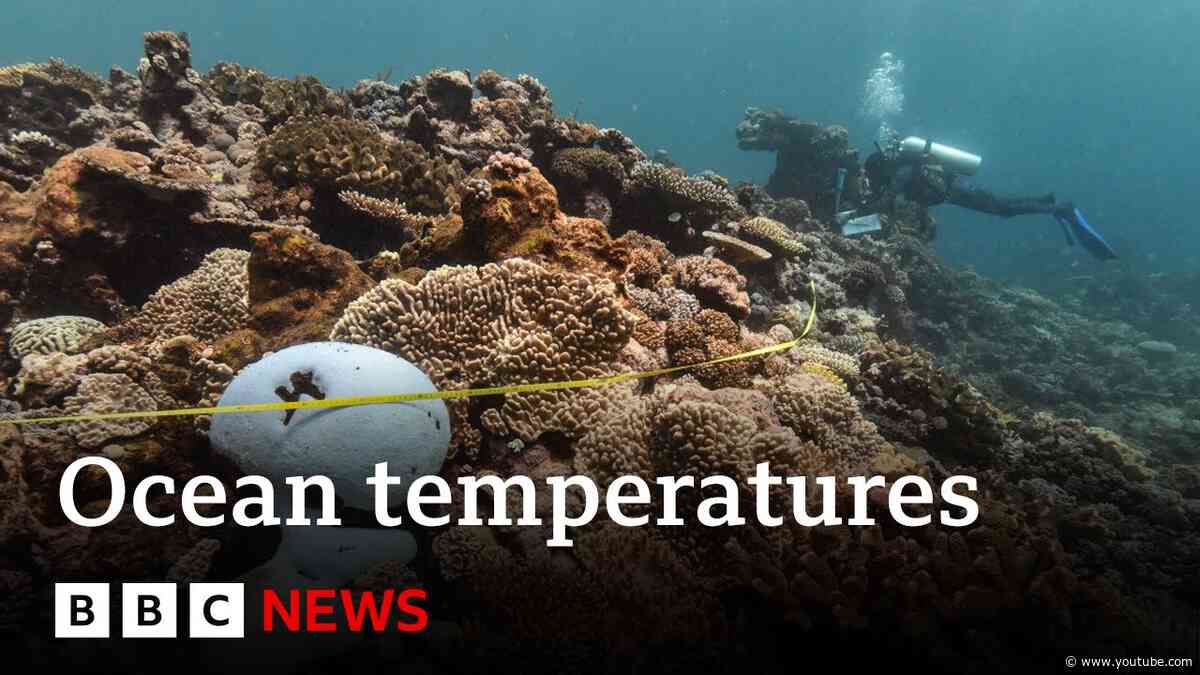 Oceans suffer from record-breaking year of heat amid climate change | BBC News