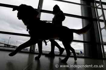 Can I travel internationally with my dog? US unveils new rules