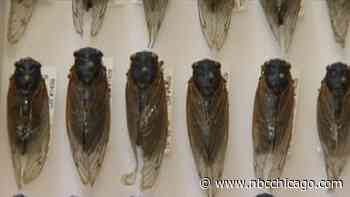 Had enough of cicadas? A third variety is on the way. Meet the ‘Dog Day' cicada