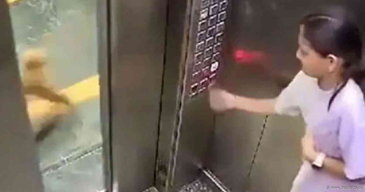 Girl savaged by pet dog in horror lift attack before hero neighbour comes to the rescue