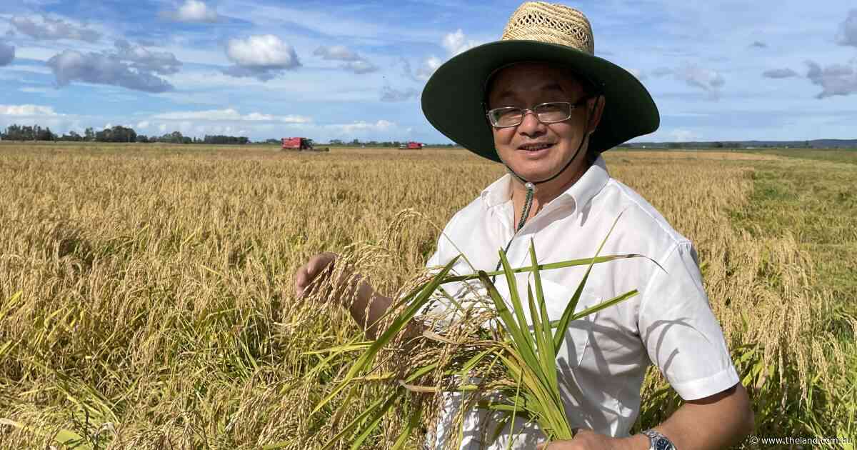 Dryland rice proves potential as second export licence comes up for debate in state parliament