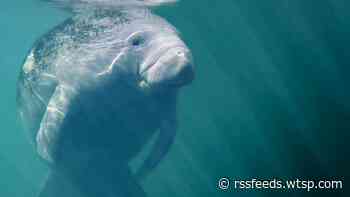 How boaters in Tampa Bay can steer clear of manatees this summer
