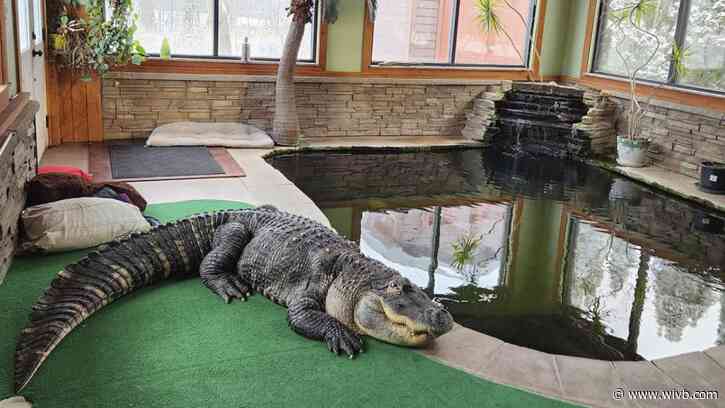 Albert the Alligator has a new home – in Texas