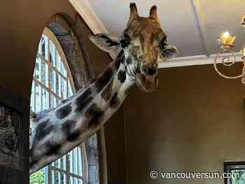 Eye to eye with giraffes at Giraffe Manor in Kenya
