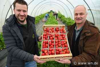 Erdbeeren aus Münster feldfrisch verfügbar