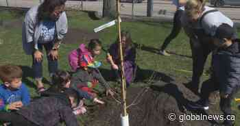 Greenway School a little greener with 51 new trees