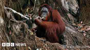 Malaysia offers trade partners 'orangutan diplomacy'