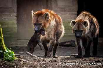 Gechipt en gesekst: welkom Zahara, hyenapup in Planckendael is een meisje