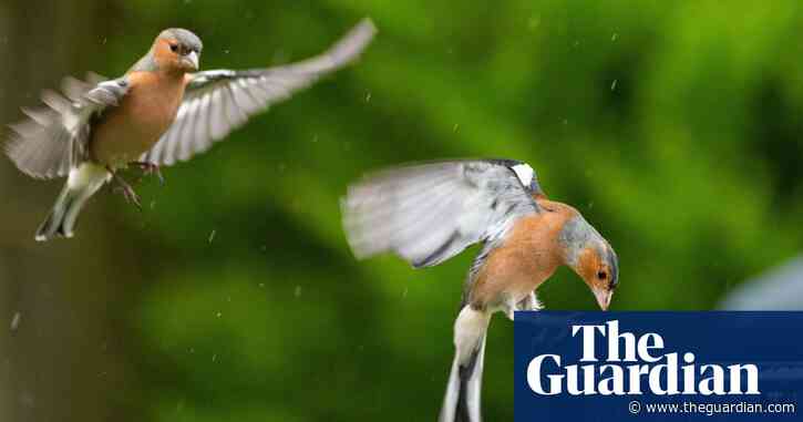 Country diary: Life in slow motion reveals so much more | Amanda Thomson