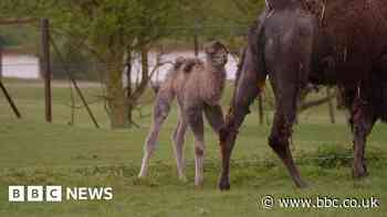 First camel is born at zoo in eight years
