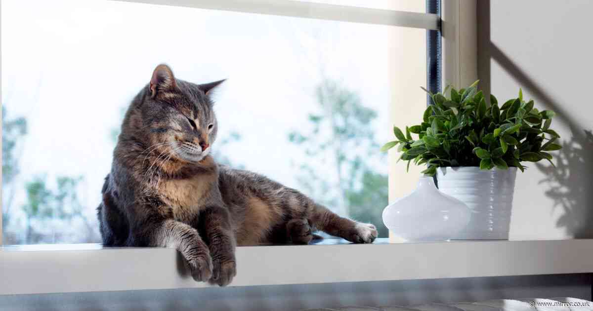 Woman speechless over 'entitled' neighbour's note ordering her to keep cat away from window