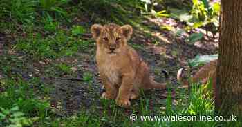 Adorable scenes as lion cubs take first steps outside