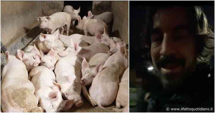 Marco Mazzoli dello Zoo di 105 in un allevamento intensivo con Giulia Innocenzi: “Chi fa questo dovrebbe rinascere maiale e provare le stesse cose”