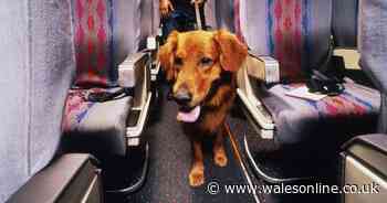 New dog-friendly airline that allows pets anywhere on plane coming to UK