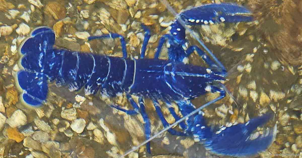 Stunned fisherman catches 'one in two million' blue lobster and saves it from being eaten