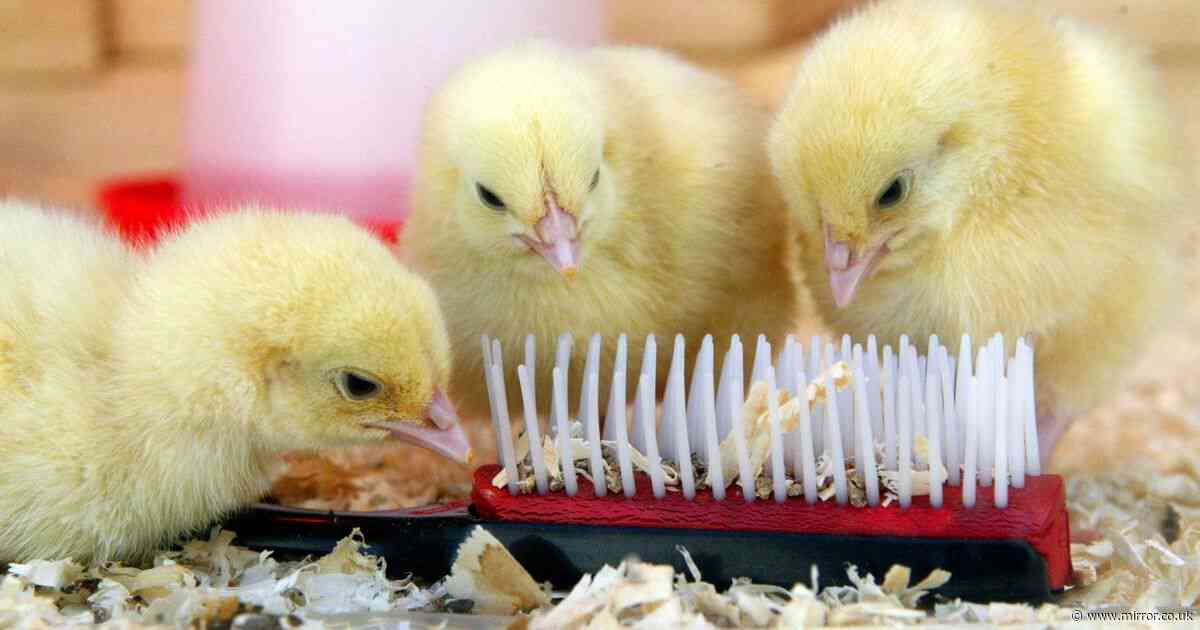Schools face calls to ban 'cruel and archaic' chick hatching schemes by RSPCA and PETA
