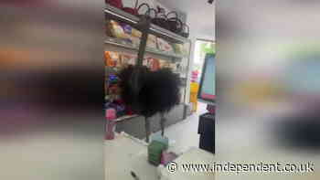 Escaped ostrich runs along road before ‘window shopping’ in China