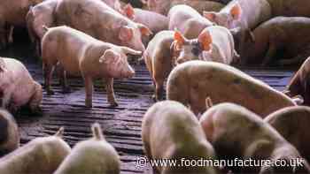 Antibiotic-resistant Salmonella was spread by intensive pig farming