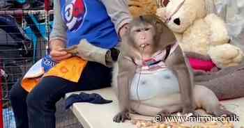 Morbidly obese monkey named Godzilla dies after fans 'feed him to death' with junk food