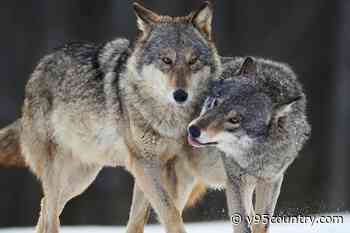 Balancing Act: Wyoming’s Gray Wolf Numbers Rise Amid Criticism And Concerns