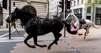 Ministry of Defence issues update on horses and soldiers injured in Westminster chaos