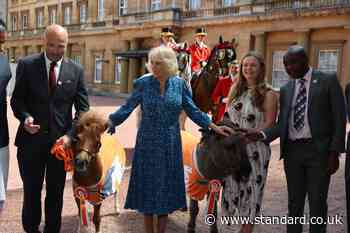 Camilla feeds donkeys and horses while hosting equine charity reception