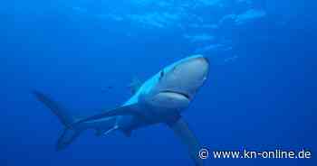 Menorca: Zwei-Meter-Hai vor Badestrand - ganzer Strandabschnitt gesperrt