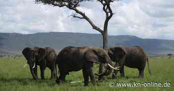 Mehr als ein Töröööö! Forschende beobachten bei Afrikanischen Elefanten über 1000 Begrüßungsrituale