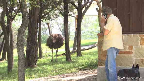 Texas ranch owner missing dozens of ostriches after extreme flooding
