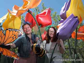 Forget the fireworks, cancel the concerts but keep it free: Tulip Festival plans world-class festival on shoestring budget