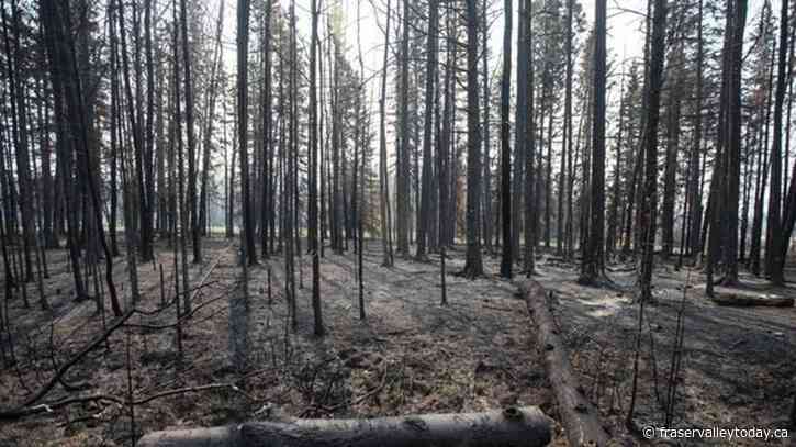 Start of wildfire season better than last year, but risk is high as drought continues