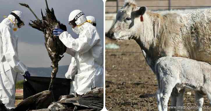Influenza aviaria, l’allarme degli scienziati Usa su Nature: “Rischia di diventare endemico tra i bovini”