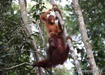 Malaysia plans to give orangutans to countries importing palm oil